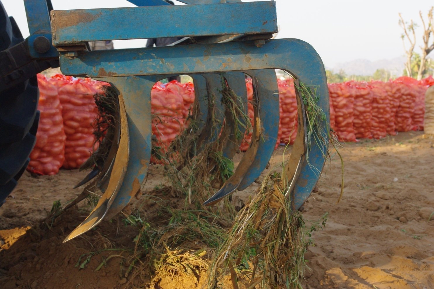 Preplanting Tillage methods in mechanized potato production systems